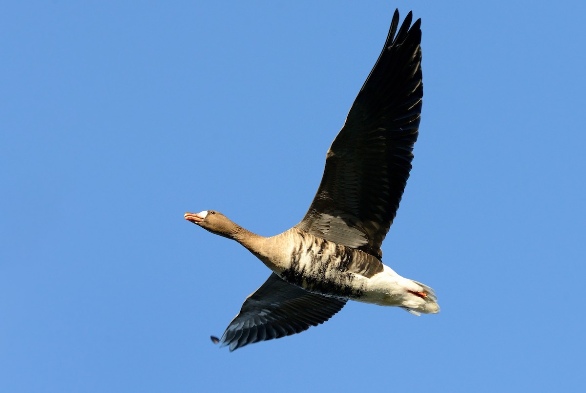 Greater White-fronted Goose - ML204627381