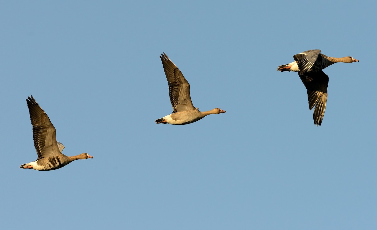Greater White-fronted Goose - ML204627391