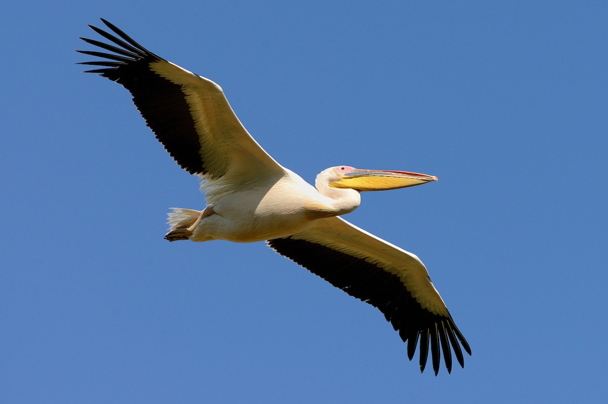 Great White Pelican - Pavel Štěpánek