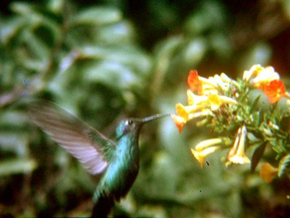 kolibřík azurovoprsý - ML204627871