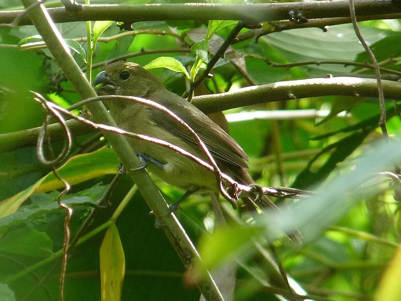 Wing-barred Seedeater - ML204628001
