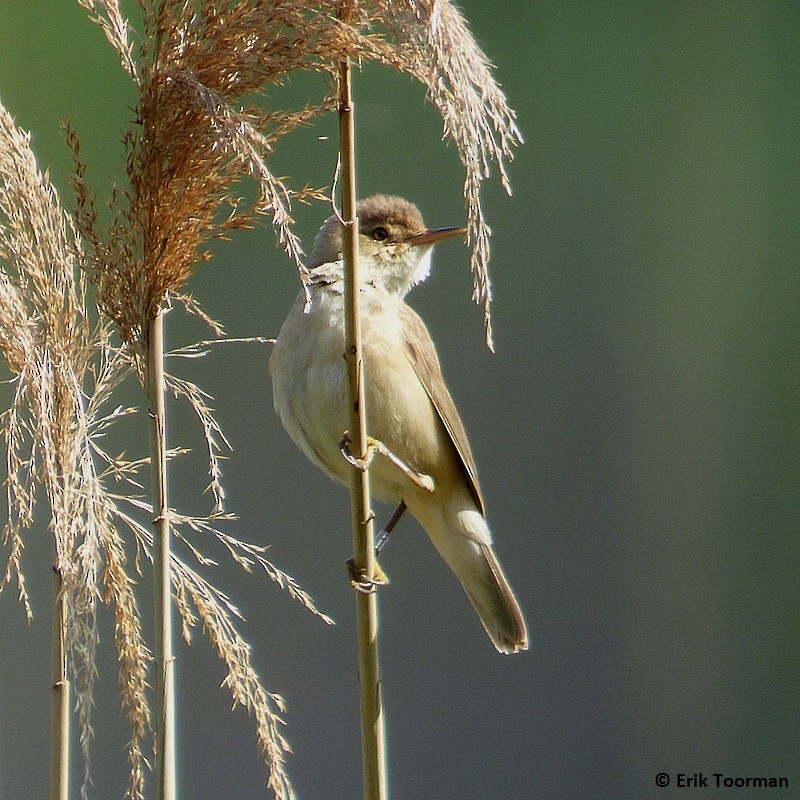Common Reed Warbler (Common) - ML204628291
