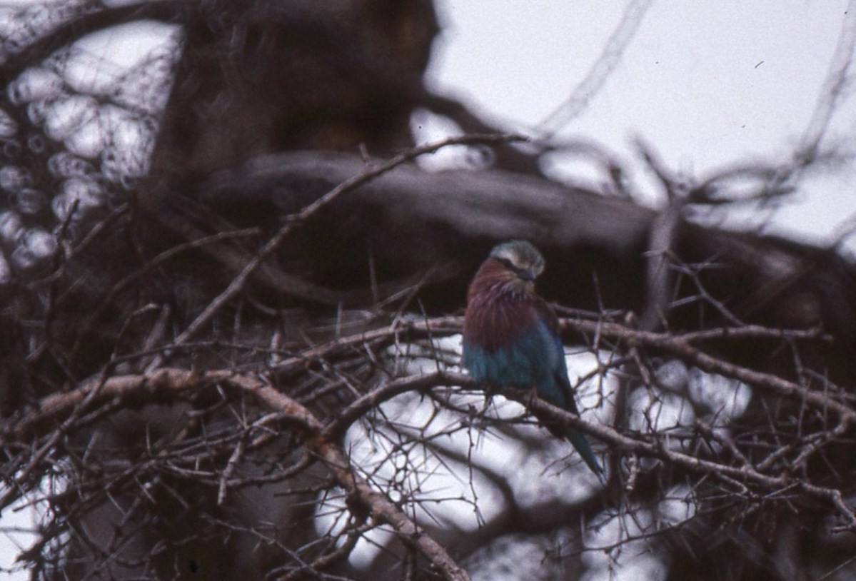 Lilac-breasted Roller - ML204628411