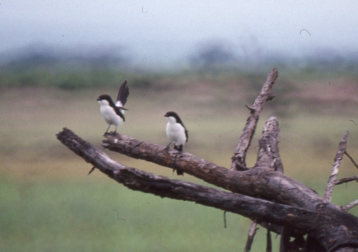 Long-tailed Fiscal - ML204628421