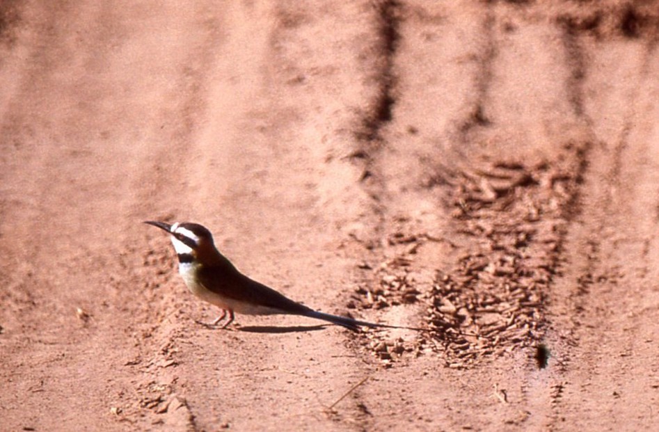 White-throated Bee-eater - chris johnson