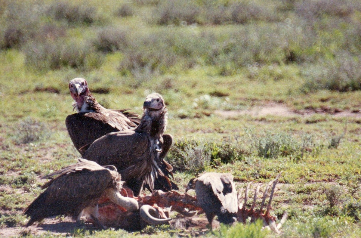 Lappet-faced Vulture - ML204628541