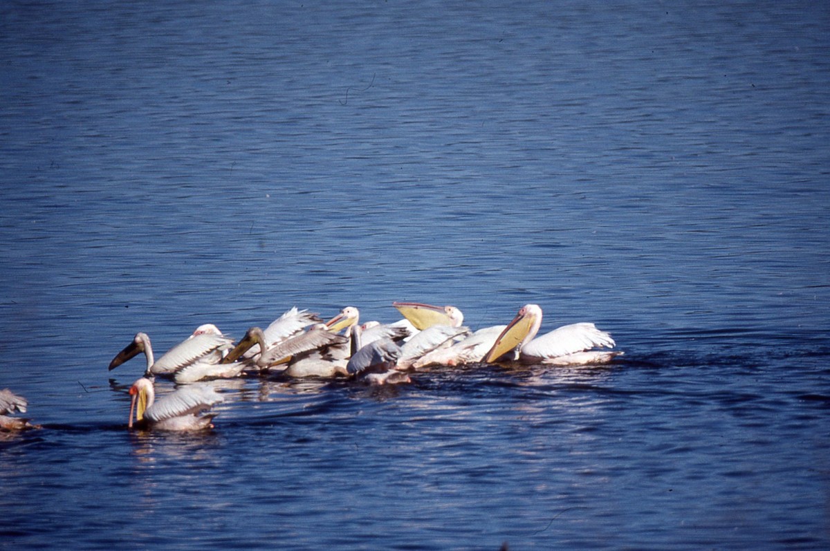 Great White Pelican - chris johnson