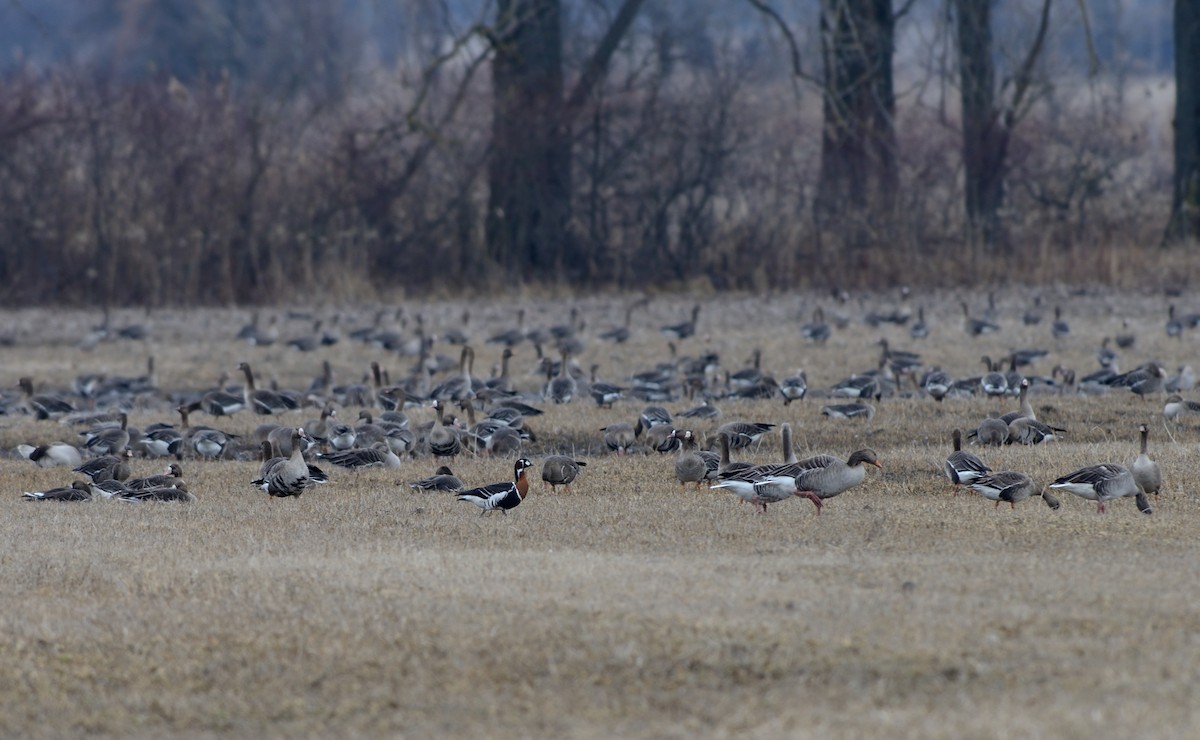 Red-breasted Goose - ML204629951