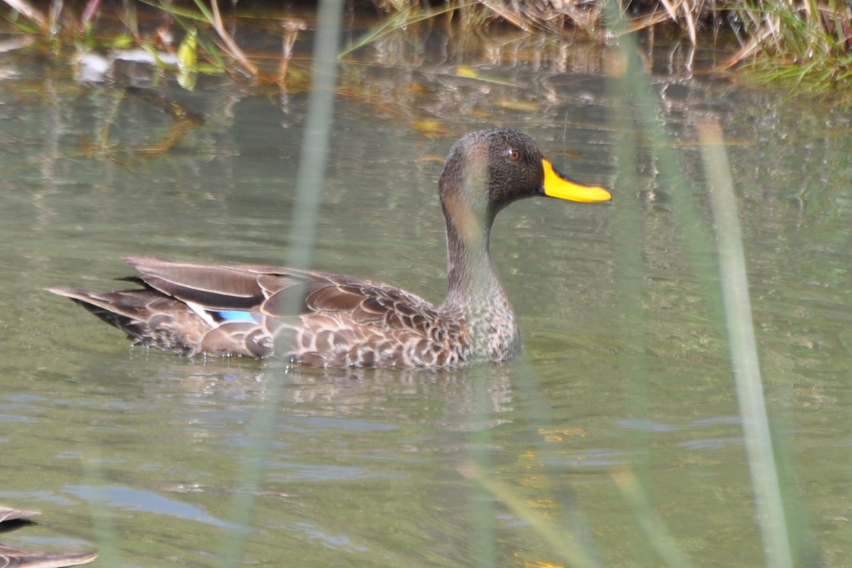 Yellow-billed Duck - ML204630181