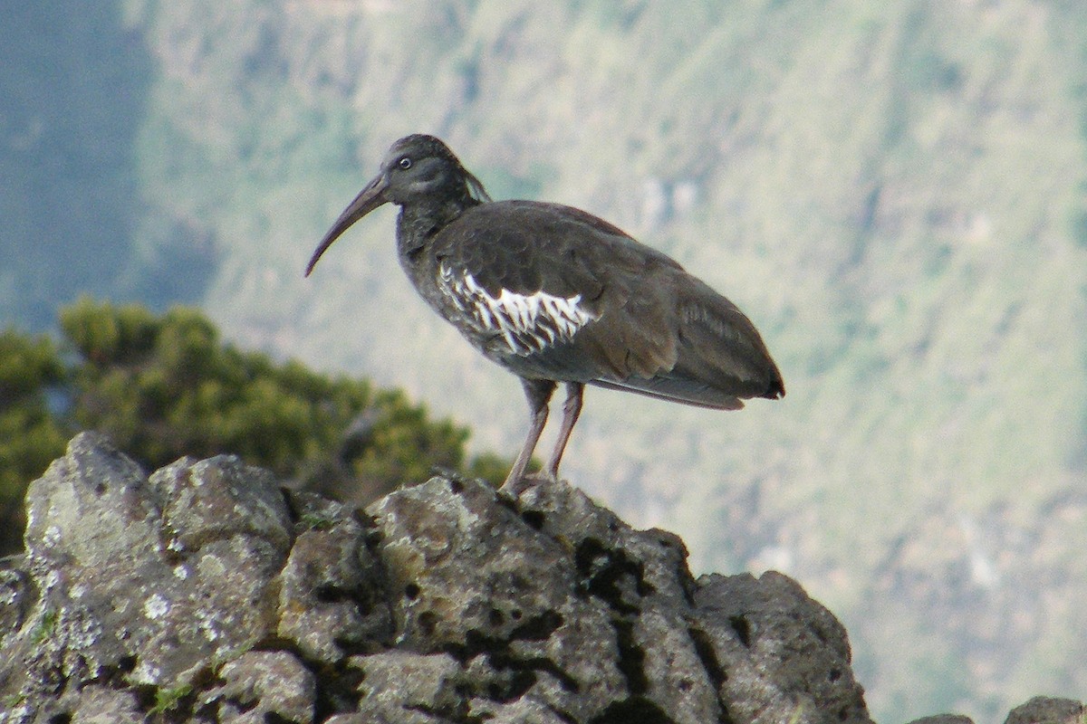 ibis etiopský - ML204630201
