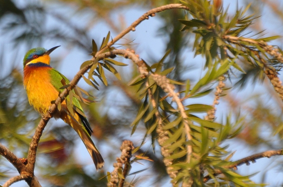 Ethiopian Bee-eater - Stefan Helming