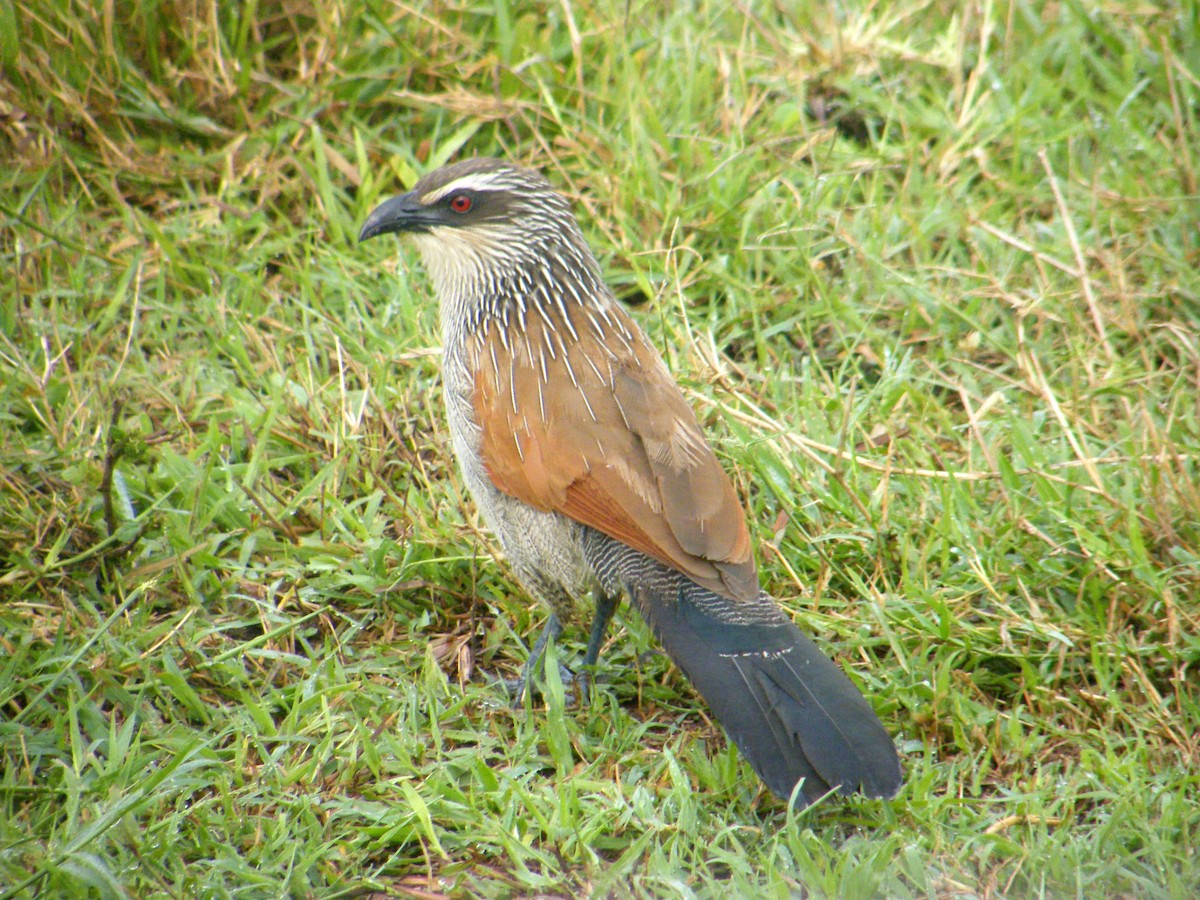 White-browed Coucal (White-browed) - Stefan Helming