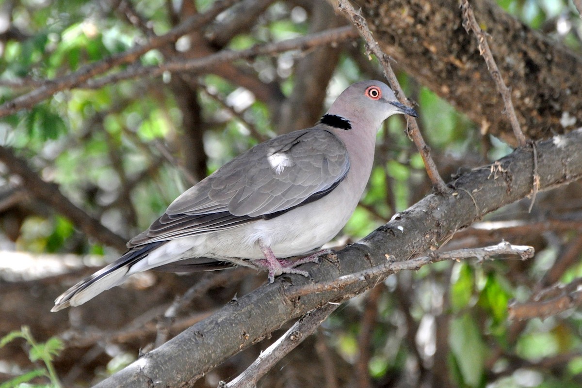 Mourning Collared-Dove - Stefan Helming