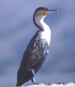 Great Cormorant (White-breasted) - raniero massoli novelli
