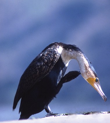 Great Cormorant (White-breasted) - ML204630751