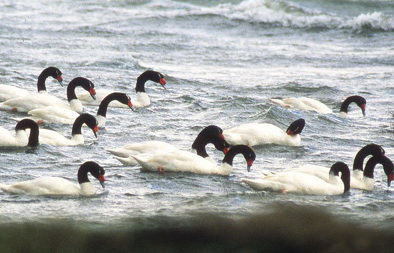 Black-necked Swan - raniero massoli novelli