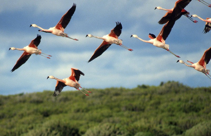Chilean Flamingo - raniero massoli novelli