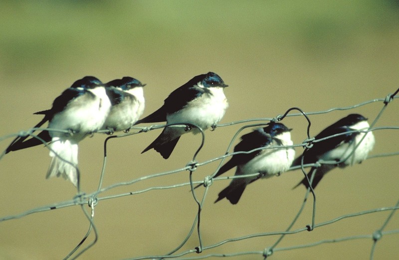 Chilean Swallow - raniero massoli novelli