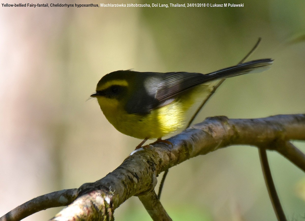 Yellow-bellied Fairy-Fantail - ML204631691