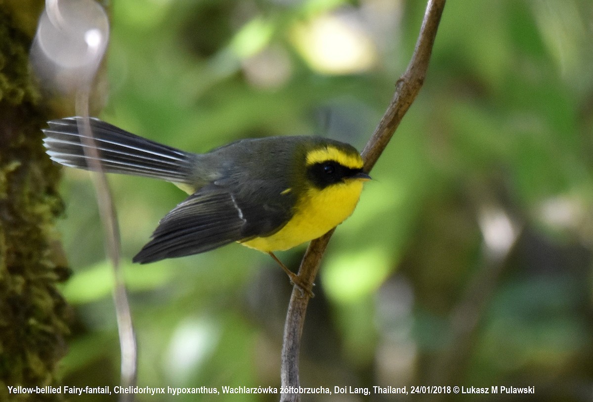 Yellow-bellied Fairy-Fantail - ML204631701
