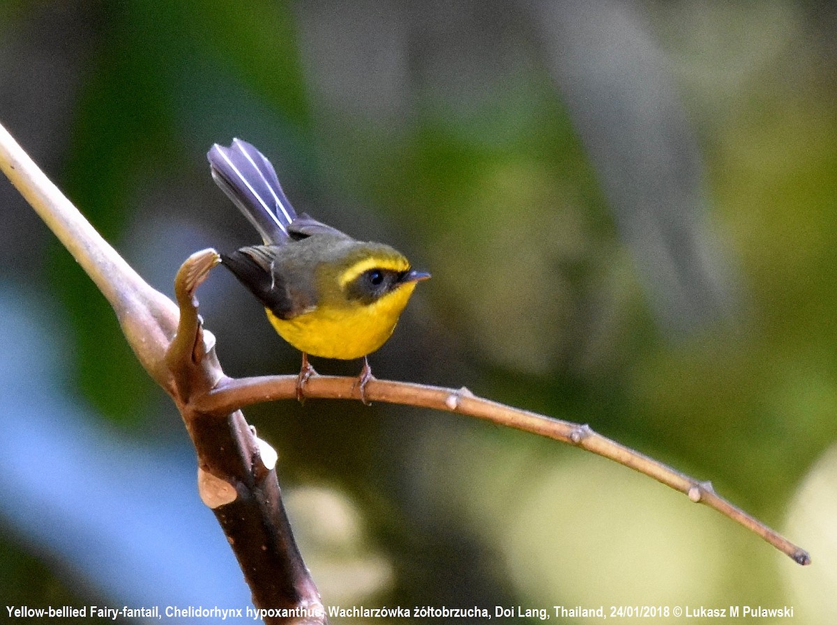 Yellow-bellied Fairy-Fantail - ML204631711