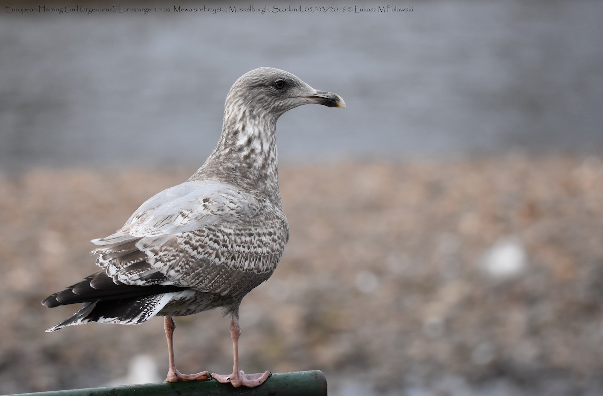 Herring Gull (European) - Lukasz Pulawski