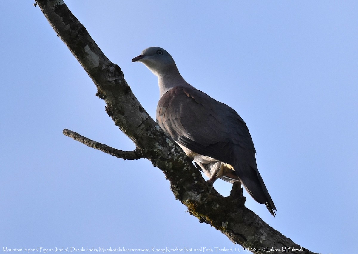 Mountain Imperial-Pigeon - ML204635241