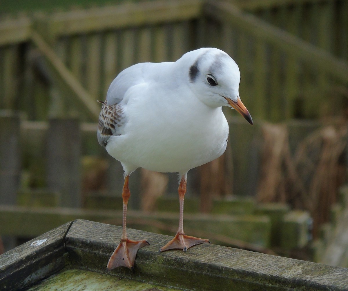 Mouette rieuse - ML204637961