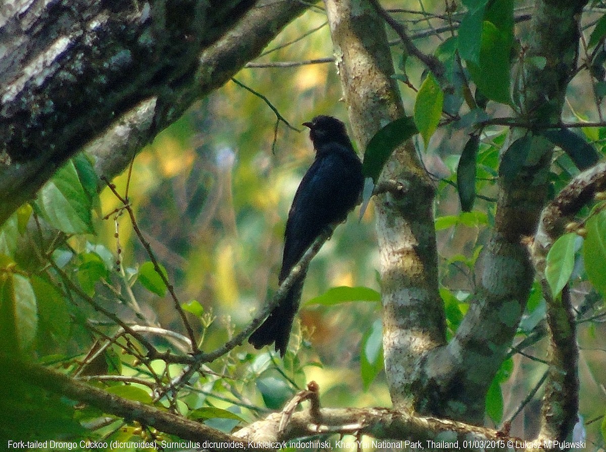 Square-tailed Drongo-Cuckoo - ML204638751
