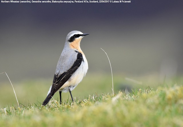 Northern Wheatear (Eurasian)