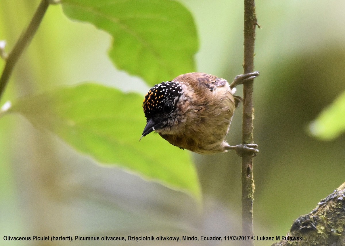 Olivaceous Piculet - Lukasz Pulawski