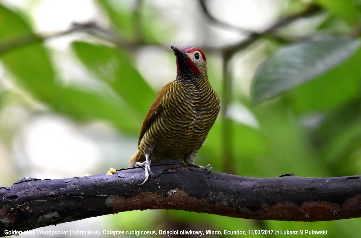 Golden-olive Woodpecker (rubripileus) - Lukasz Pulawski