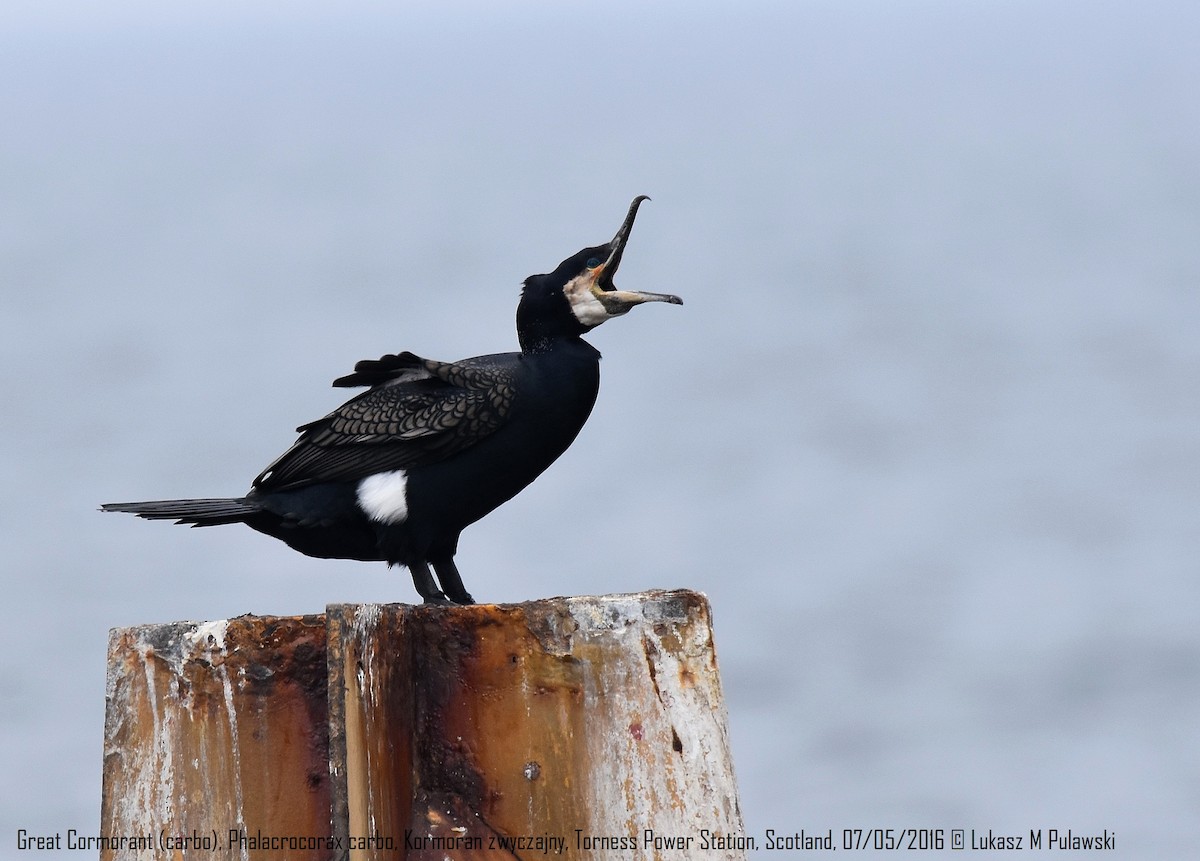 Great Cormorant (North Atlantic) - Lukasz Pulawski