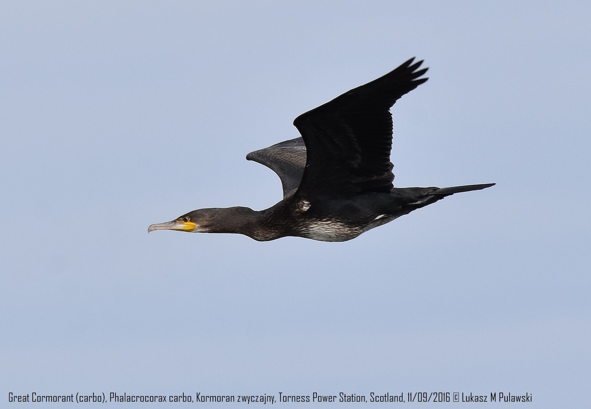 Great Cormorant (North Atlantic) - Lukasz Pulawski