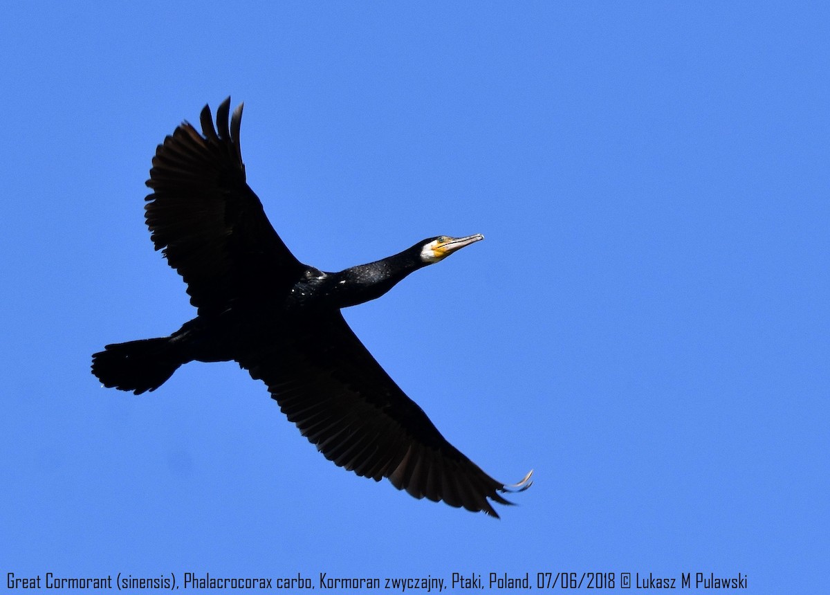 Great Cormorant (Eurasian) - Lukasz Pulawski