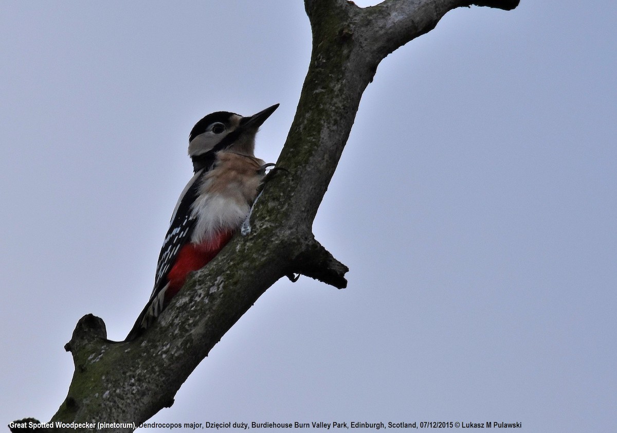 Great Spotted Woodpecker (Great Spotted) - Lukasz Pulawski