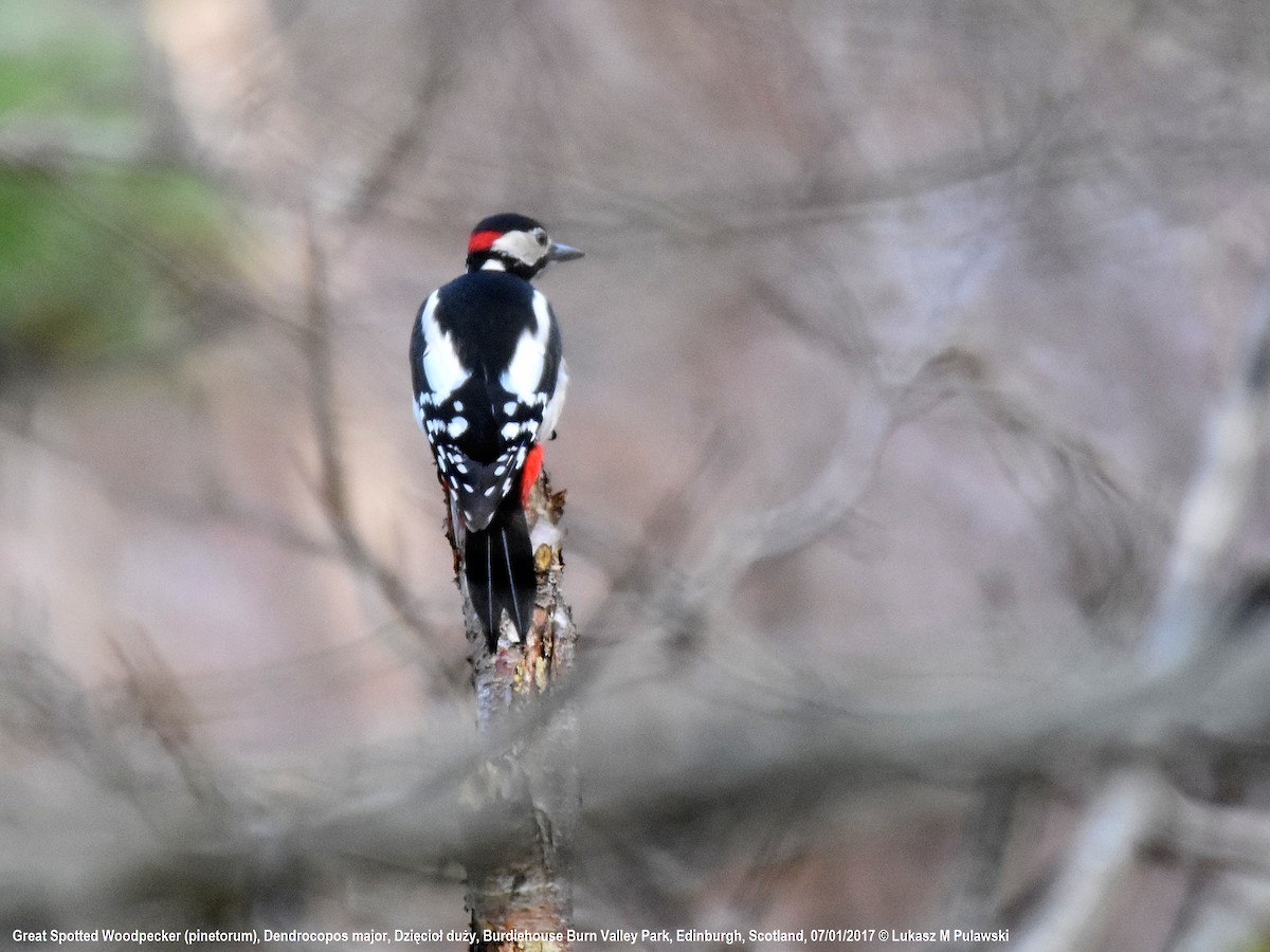 Great Spotted Woodpecker (Great Spotted) - Lukasz Pulawski