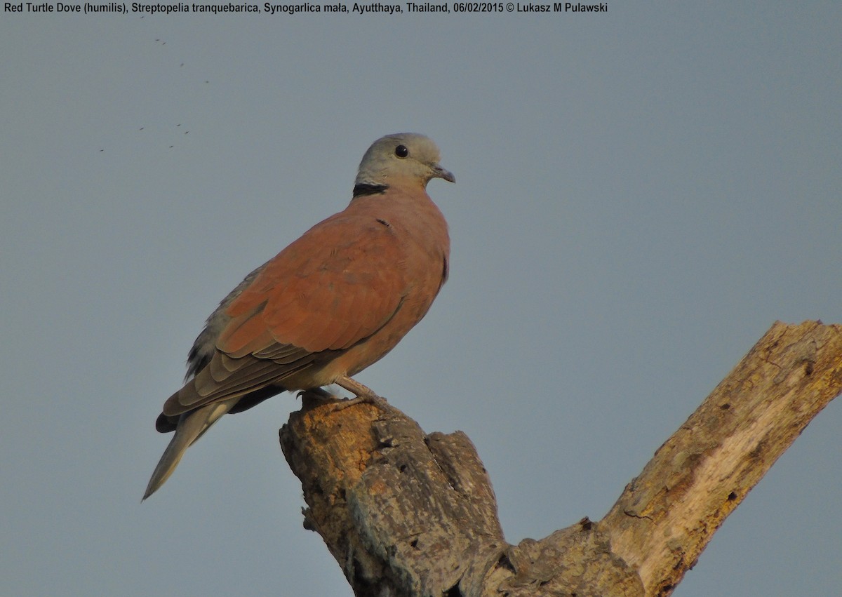 Red Collared-Dove - Lukasz Pulawski