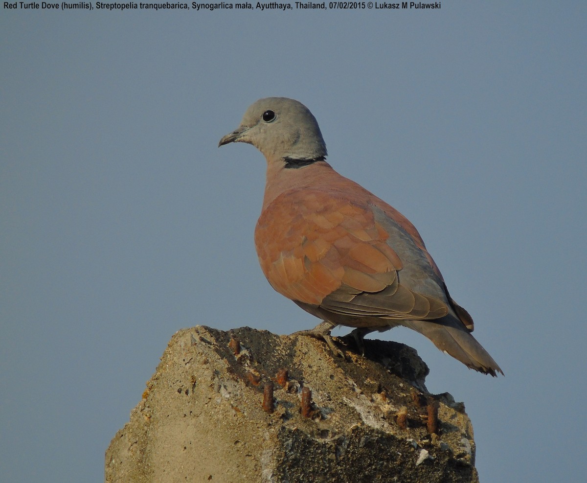 Red Collared-Dove - ML204643781