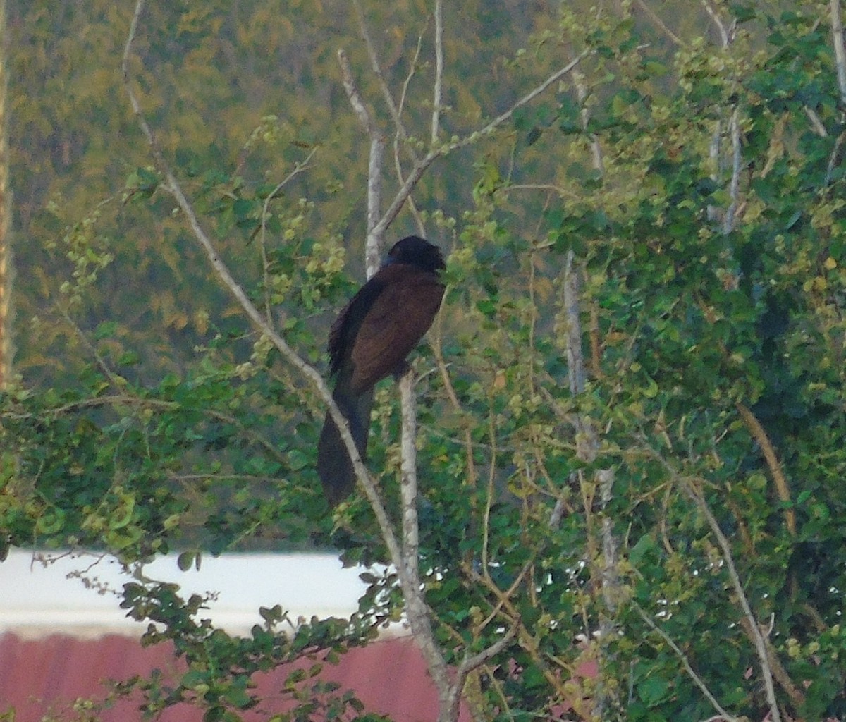 Greater Coucal (Greater) - ML204643971