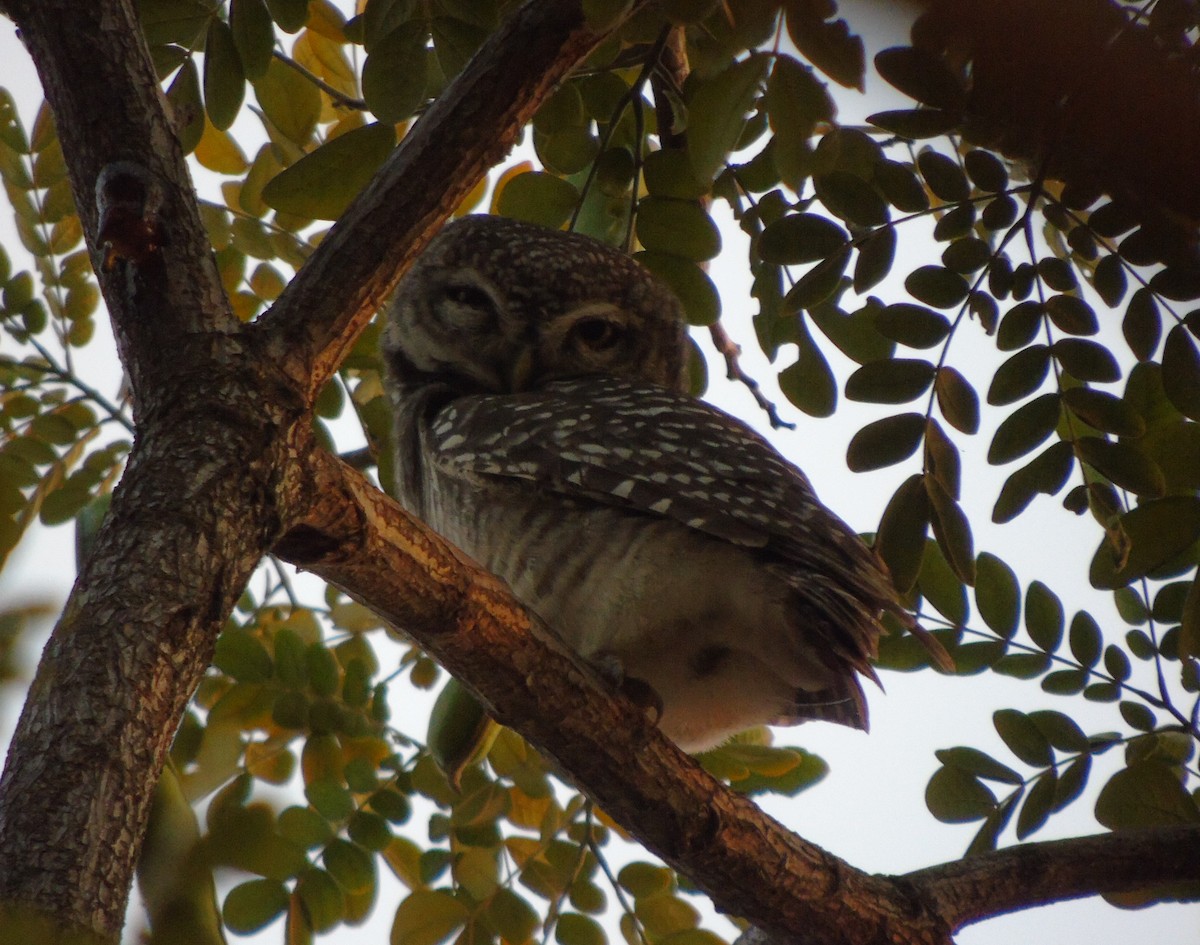 Spotted Owlet - Lukasz Pulawski