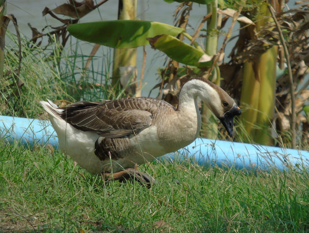 Swan Goose (Domestic type) - Lukasz Pulawski