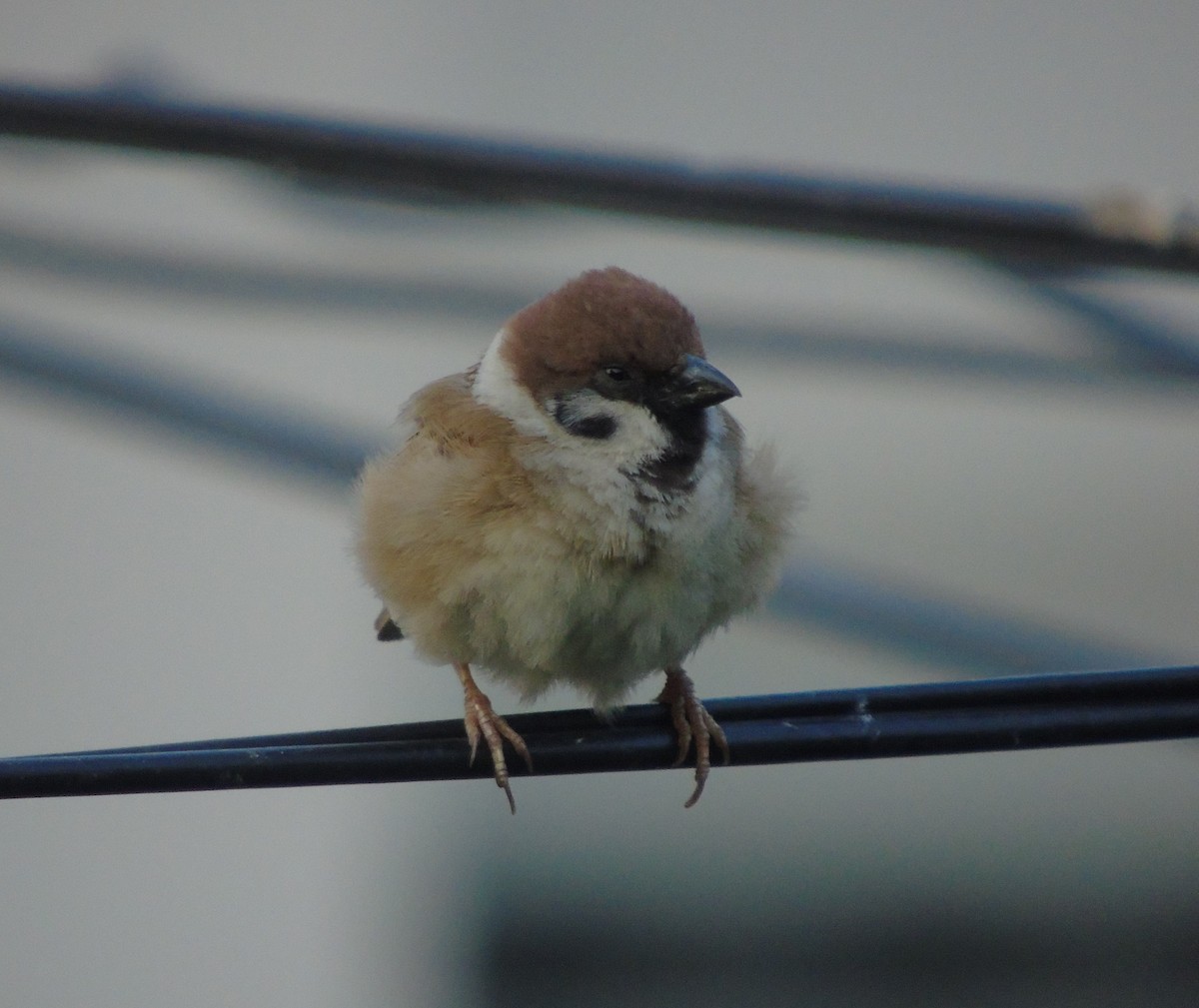 Eurasian Tree Sparrow - Lukasz Pulawski
