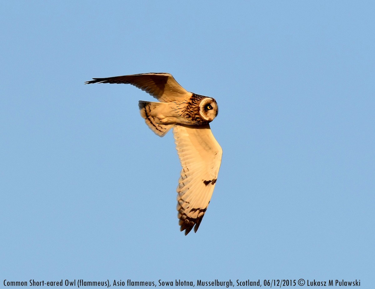 Short-eared Owl (Northern) - Lukasz Pulawski