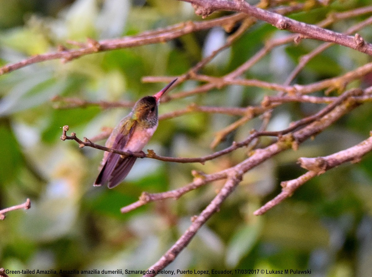 Amazilia Hummingbird (White-throated) - Lukasz Pulawski