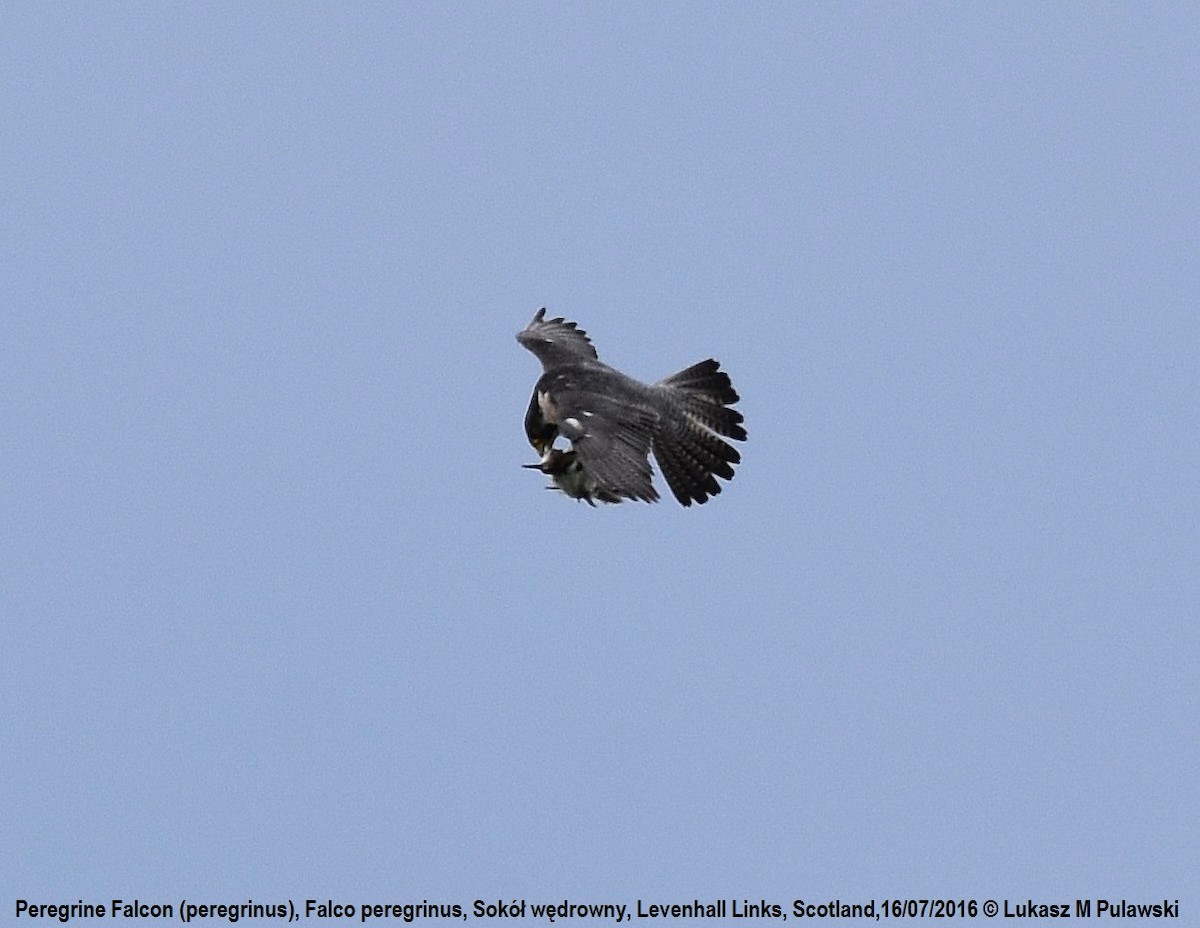 Peregrine Falcon (Eurasian) - Lukasz Pulawski