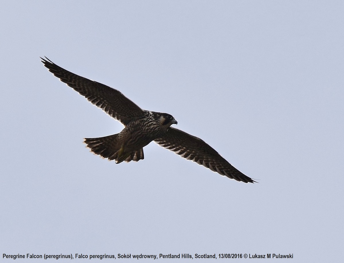 Peregrine Falcon (Eurasian) - Lukasz Pulawski
