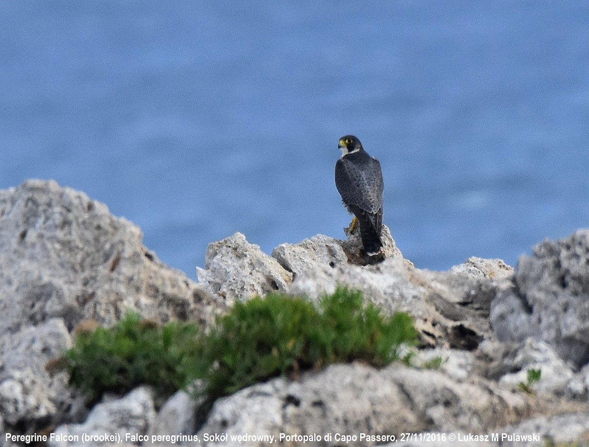 Peregrine Falcon (Mediterranean) - Lukasz Pulawski