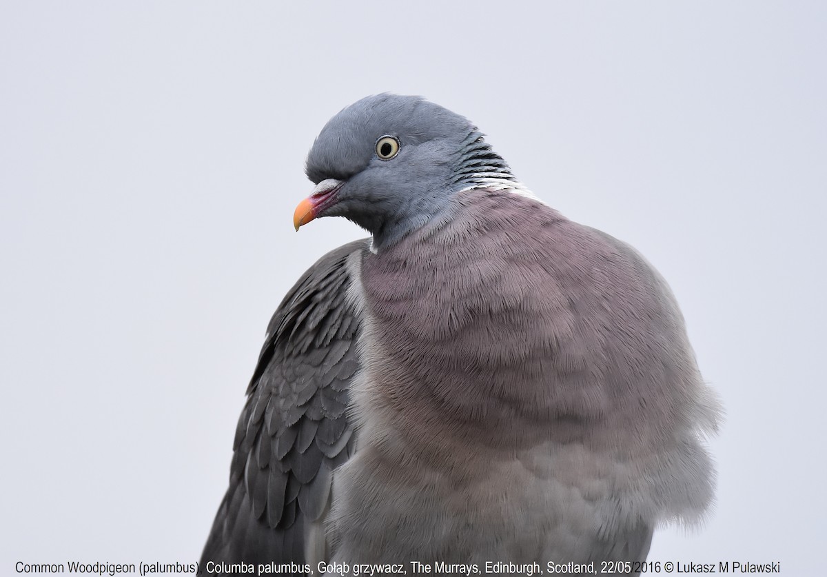 Common Wood-Pigeon (White-necked) - Lukasz Pulawski
