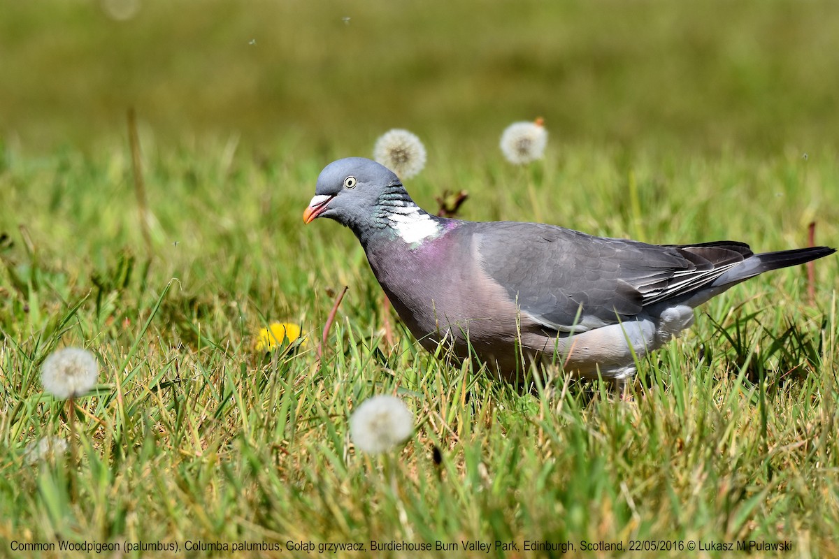Common Wood-Pigeon (White-necked)